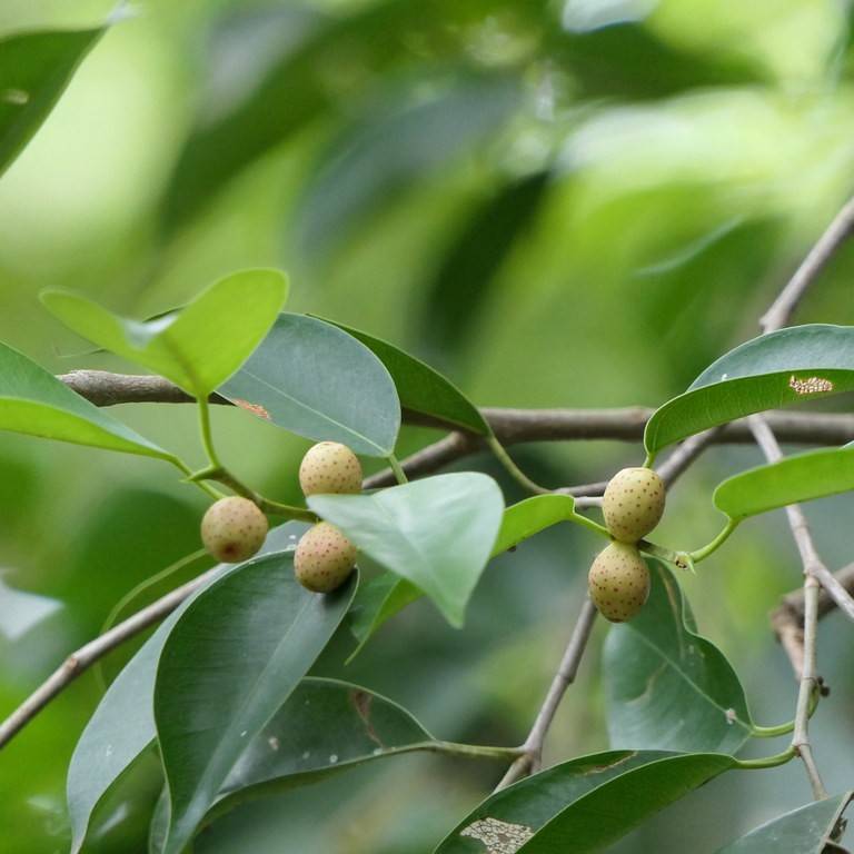 Birkefigen – Ficus benjamina